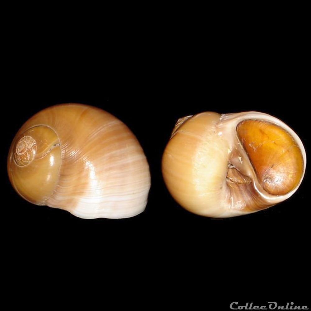 Naticidae - Euspira fusca (de Blainville, 1825) coquillages fossiles gastropoda naticidae euspira fusca de blainville 1825