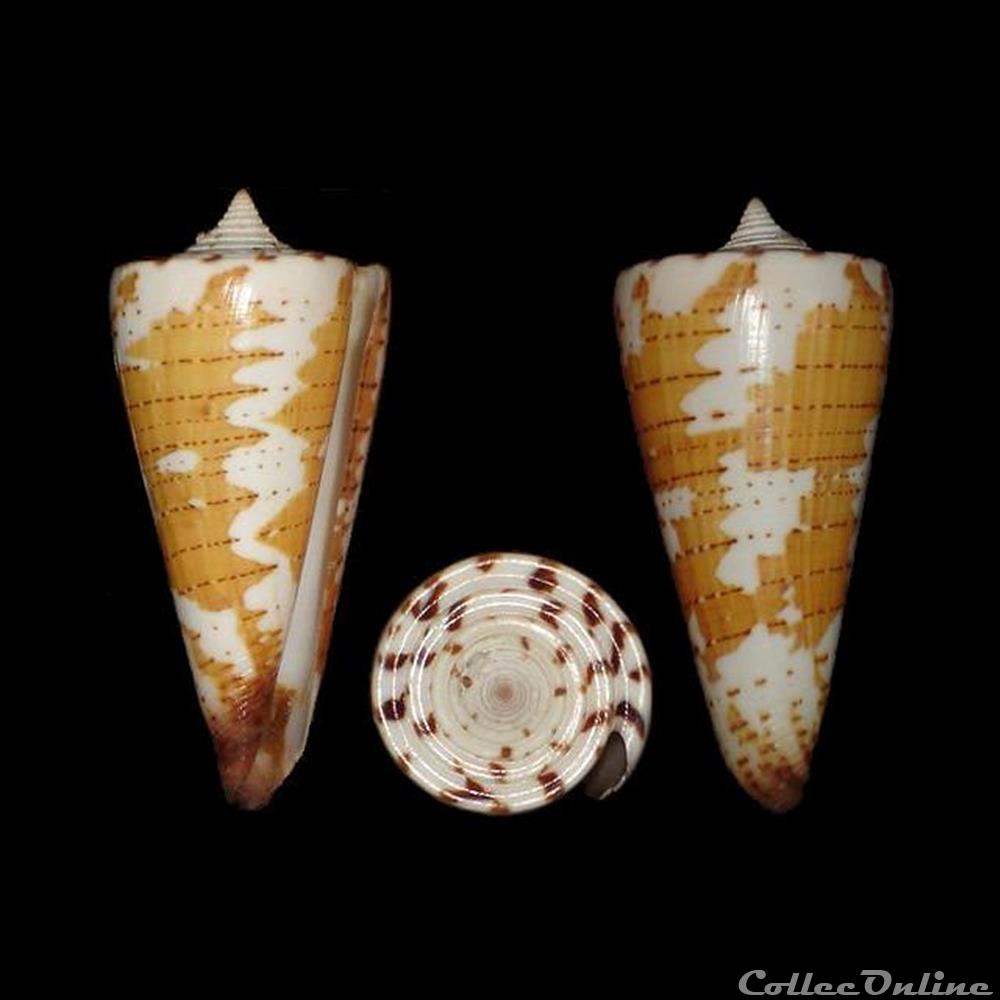 Strategoconus (Strategoconus) maldivus (Hwass in Bruguière, 1792) coquillages fossiles gastropoda strategoconus strategoconus maldivus hwass in bruguiere 1792