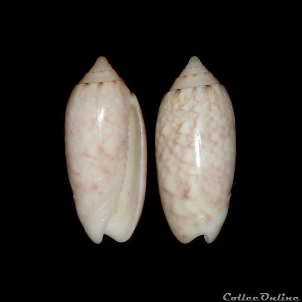 Olividae - Americoliva reticularis (Lamarck, 1811) coquillages fossiles gastropoda olividae americoliva reticularis lamarck 1811