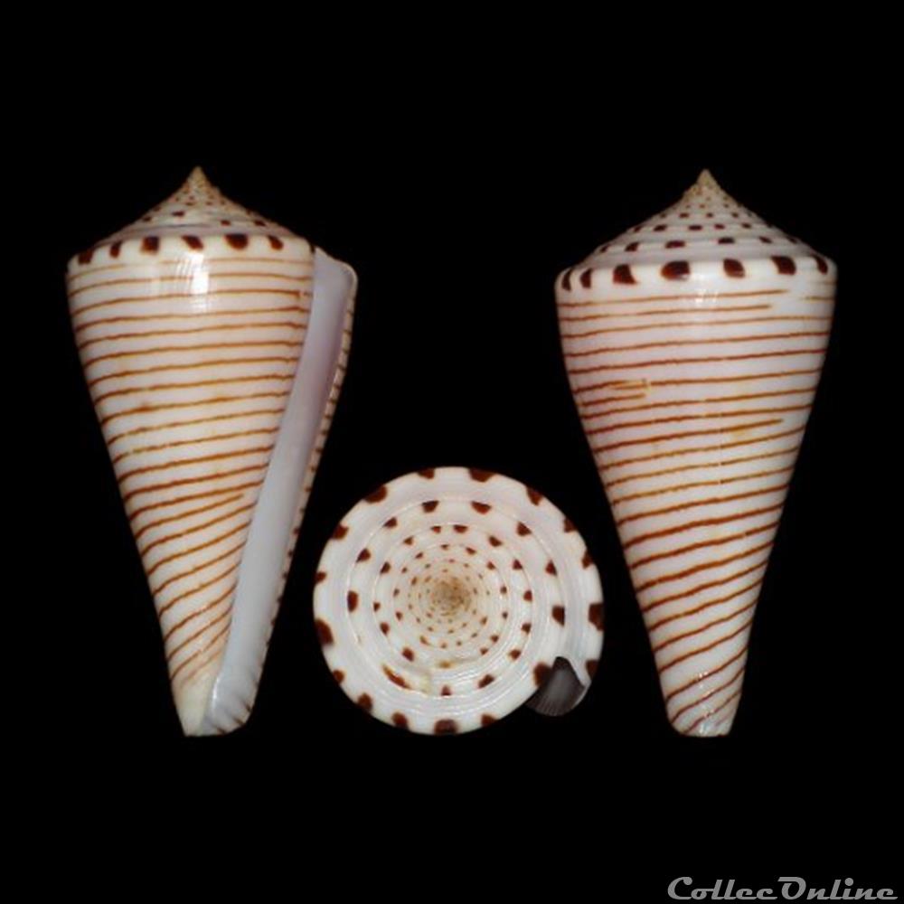 coquillages fossiles gastropoda continuconus hirasei kuroda 1956
