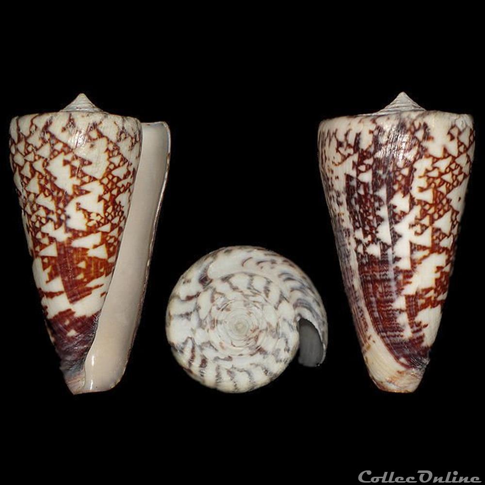 coquillages fossiles gastropoda calibanus thalassiarchus sowerby i 1834