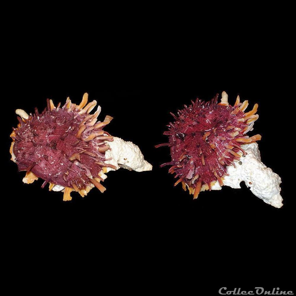 coquillages fossiles bivalvia spondylidae spondylus gaederopus linne 1758