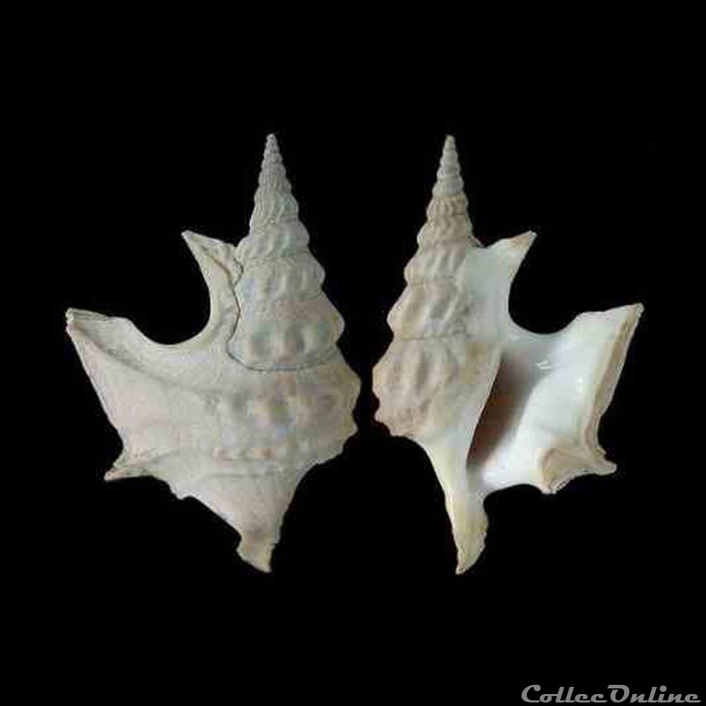 Aporrhaidae - Aporrhais pespelecani (Linné, 1758) coquillages fossiles gastropoda aporrhaidae aporrhais pespelecani linne 1758