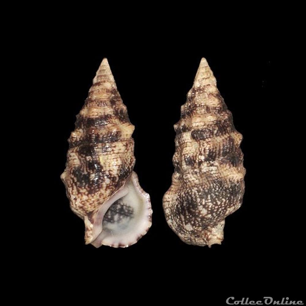 coquillages fossiles gastropoda cerithiidae cerithium atratum born 1778