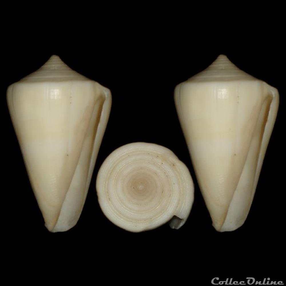 Lividoconus quercinus (Lightfoot, 1786) coquillages fossiles gastropoda lividoconus quercinus lightfoot 1786