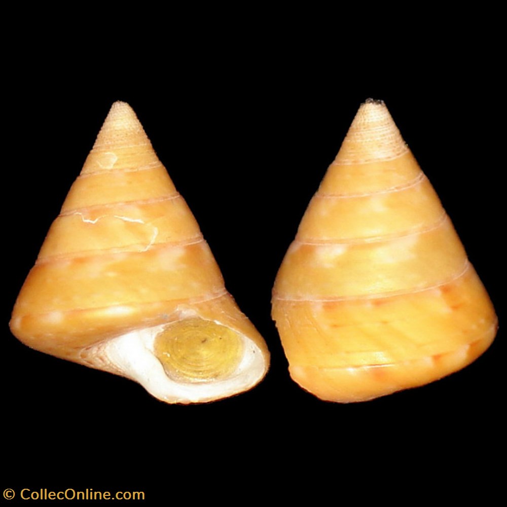 coquillages fossiles gastropoda calliostomatidae calliostoma conulus linne 1758