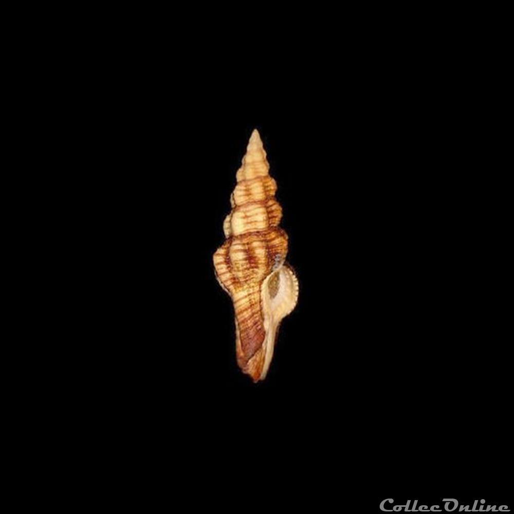 Fasciolariidae - Polygona infundibulum (Gmelin, 1791) coquillages fossiles gastropoda fasciolariidae polygona infundibulum gmelin 1791