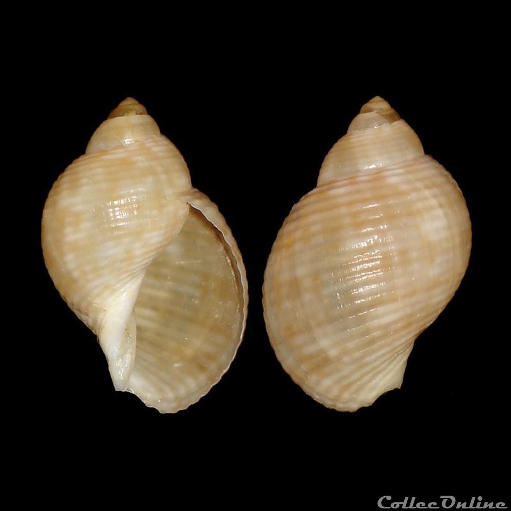 Tonnidae - Tonna pennata (Mörch, 1853) coquillages fossiles gastropoda tonnidae tonna pennata morch 1853