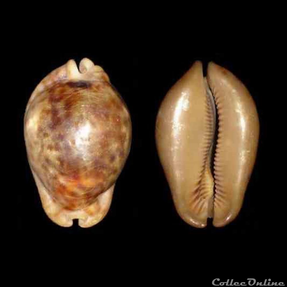 Cypraeidae - Trona stercoraria stercoraria (Linné, 1758) coquillages fossiles gastropoda cypraeidae trona stercoraria stercoraria linne 1758