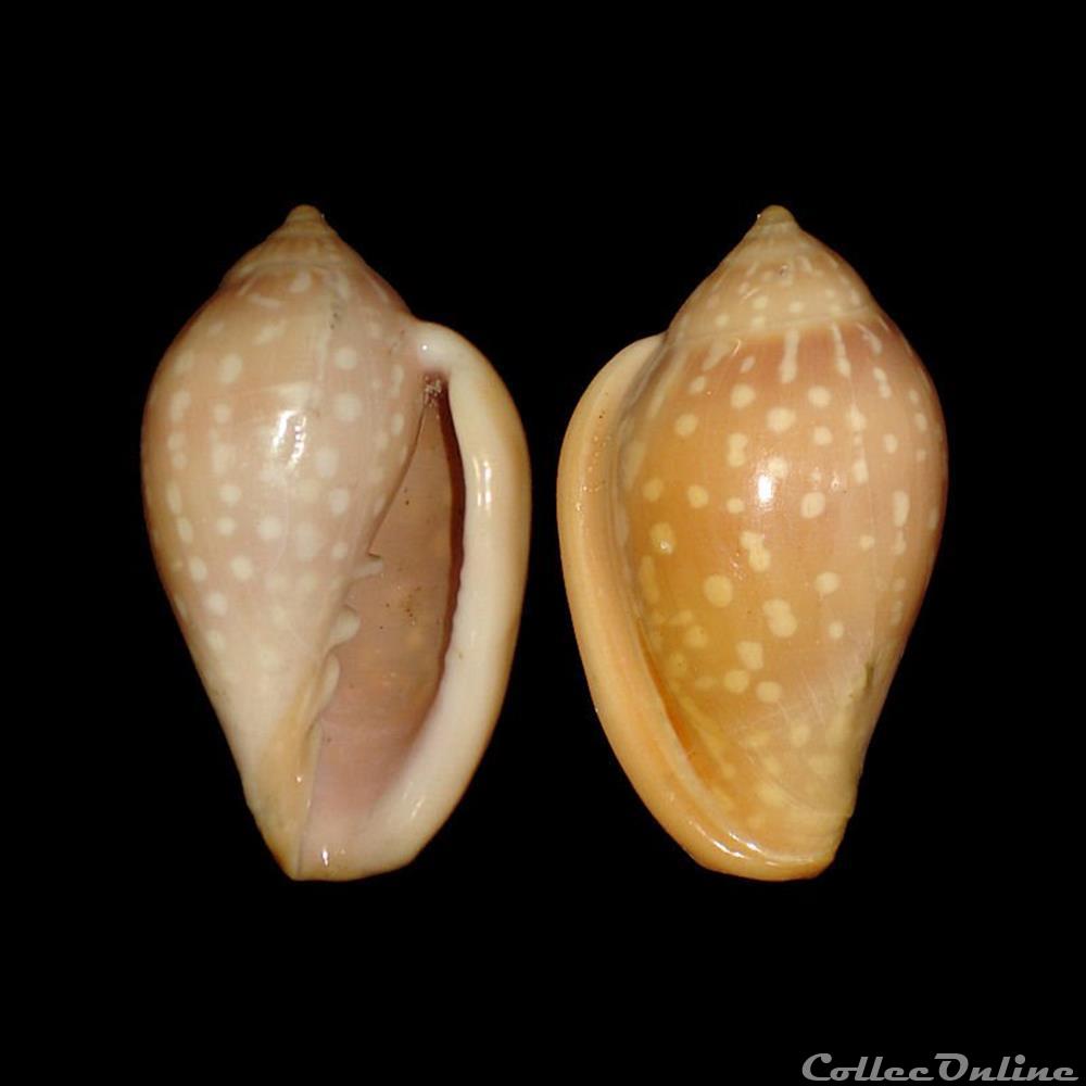 Marginellidae - Marginella sebastiani (Marche & Rosso, 1979) coquillages fossiles gastropoda marginellidae marginella sebastiani marche rosso 1979