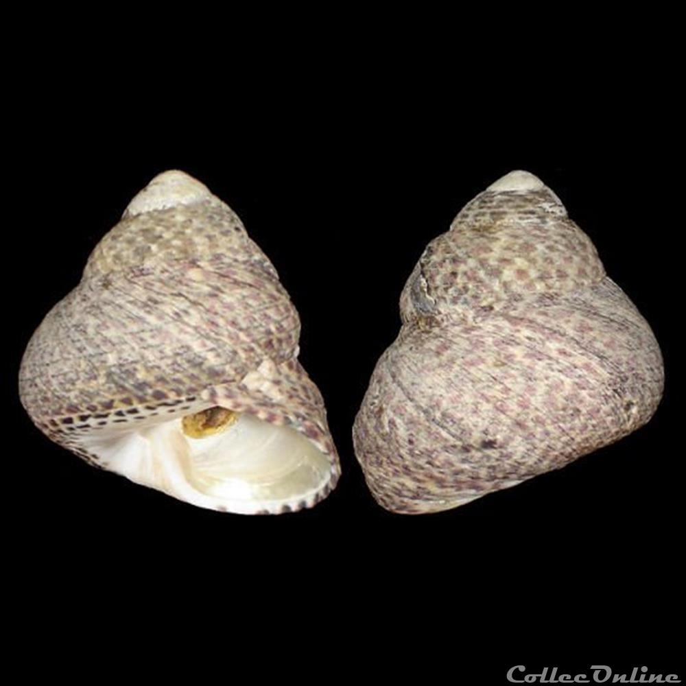 Trochidae - Phorcus turbinatus (Born, 1778) coquillage fossile gastropodum trochidae phorcus turbinatus born 1778
