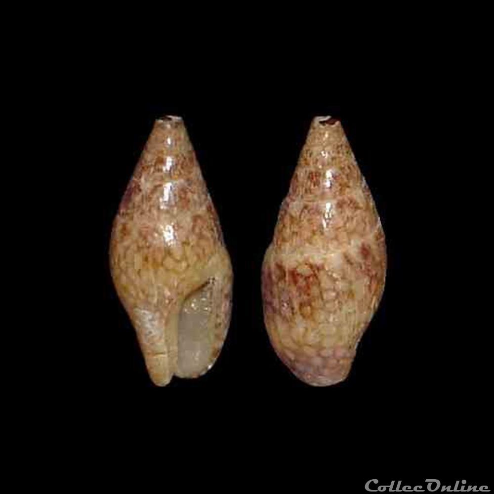 coquillages fossiles gastropoda columbellidae mitrella ocellata gmelin 1991