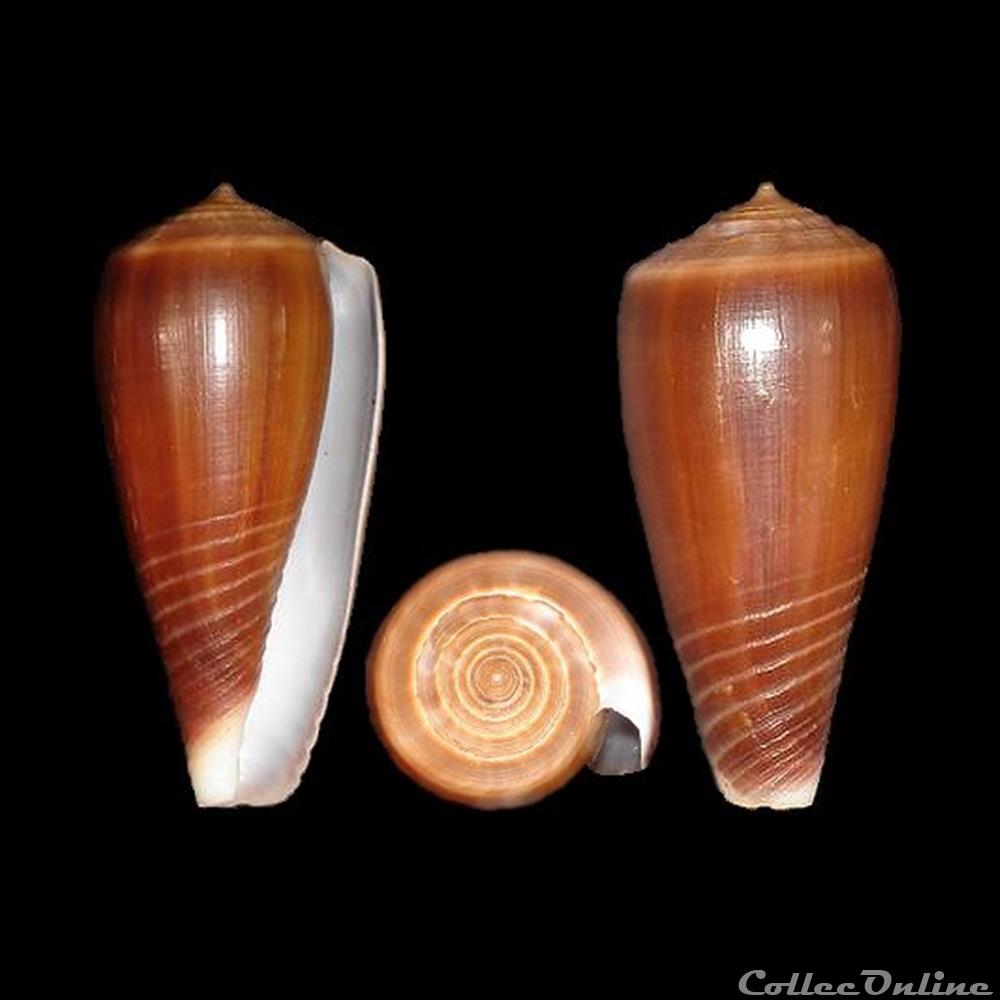 Phasmoconus (Phasmoconus) radiatus (Gmelin, 1791) coquillages fossiles gastropoda phasmoconus phasmoconus radiatus gmelin 1791