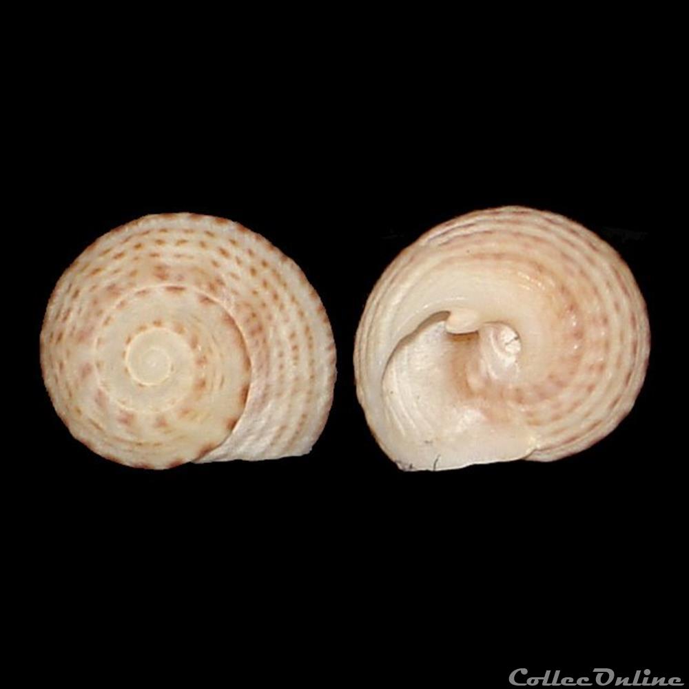 Modulidae - Modulus modulus (Linné, 1758) coquillages fossiles gastropoda modulidae modulus modulus linne 1758