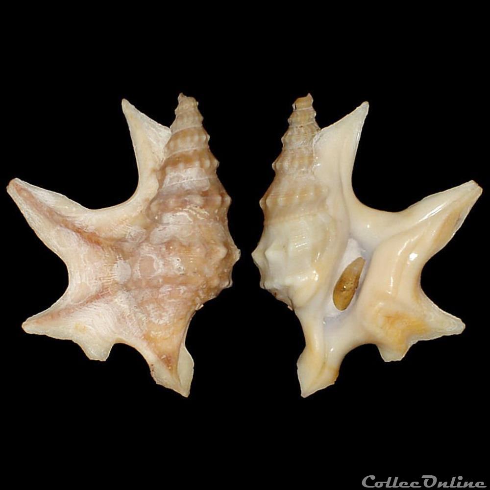 Aporrhaidae - Aporrhais pespelecani (Linné, 1758) coquillage fossile gastropodum aporrhaidae aporrhais pespelecani linne 1758