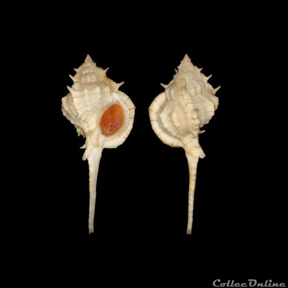 Muricidae - Siratus kugleri (Clench & Pérez Farfante, 1945) coquillages fossiles gastropoda muricidae siratus kugleri clench perez farfante 1945
