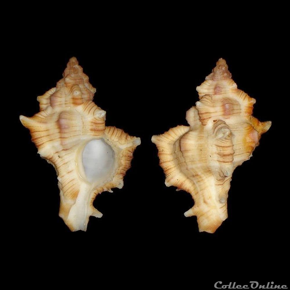 Muricidae - Chicoreus varius (Sowerby II, 1834) coquillages fossiles gastropoda muricidae chicoreus varius sowerby ii 1834