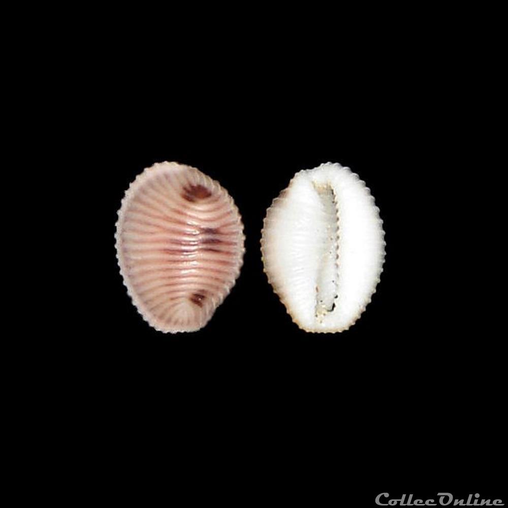 Triviidae - Trivia monacha (da Costa, 1778) coquillages fossiles gastropoda triviidae trivia monacha da costa 1778
