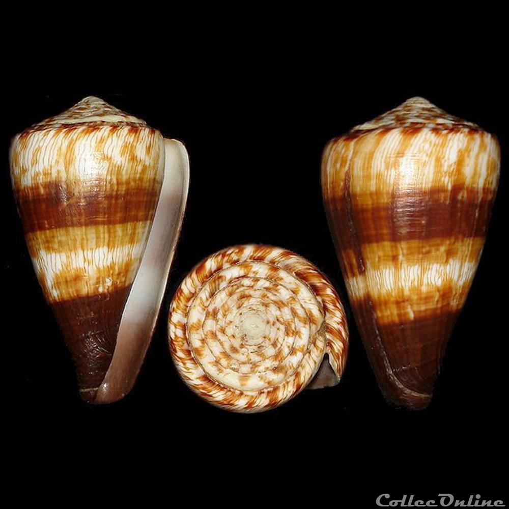 coquillages fossiles gastropoda rhizoconus miles linne 1758