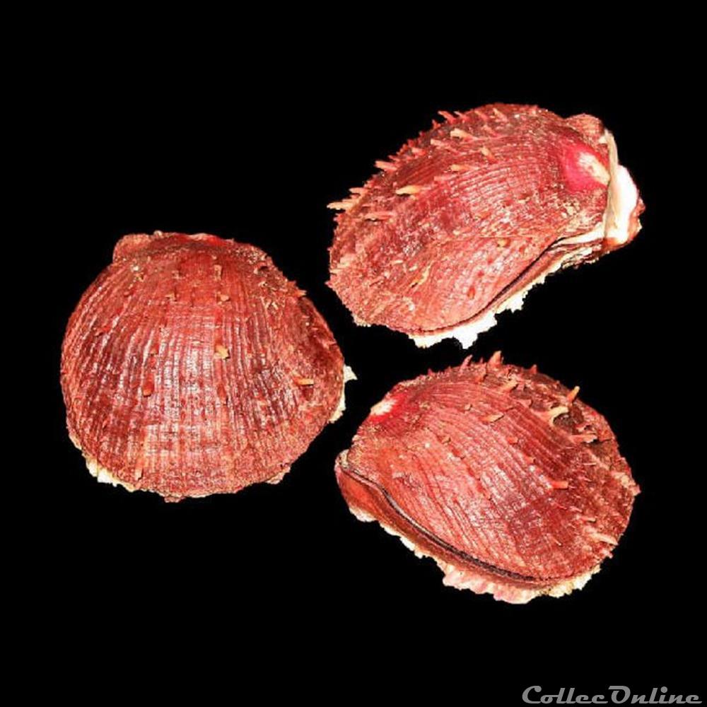 Spondylidae - Spondylus tenuis (Schreibers, 1793) coquillages fossiles bivalvia spondylidae spondylus tenuis schreibers 1793