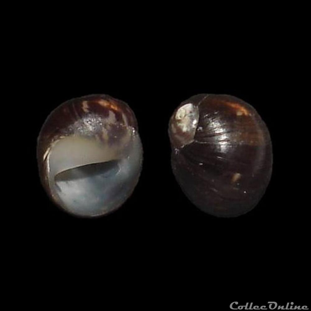 Neritidae - Theodoxus anatolicus (Récluz, 1841) coquillage fossile gastropodum neritidae theodoxus anatolicus recluz 1841