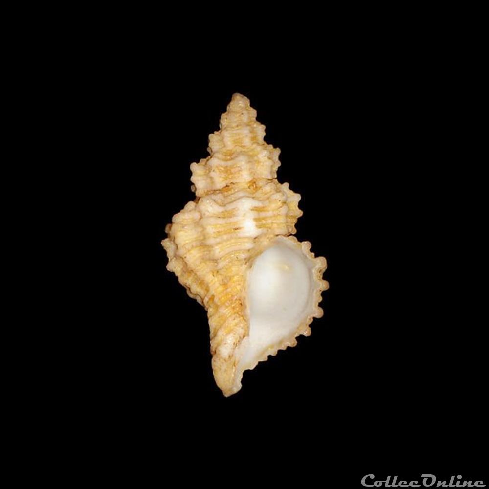 Coralliophilidae - Hirtomurex squamosus (Bivona & Bernardi, 1838) coquillages fossiles gastropoda coralliophilidae hirtomurex squamosus bivona bernardi 1838