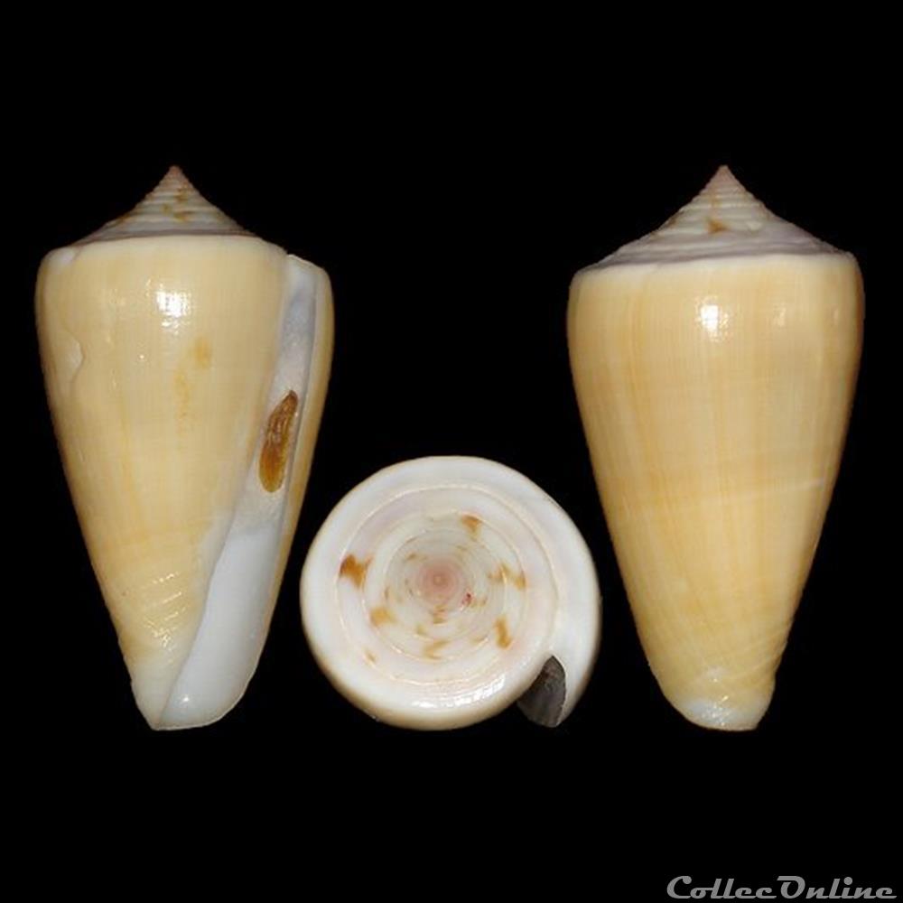 Lividoconus lischkeanus tropicensis (Coomans & Filmer, 1985) coquillages fossiles gastropoda lividoconus lischkeanus tropicensis coomans filmer 1985