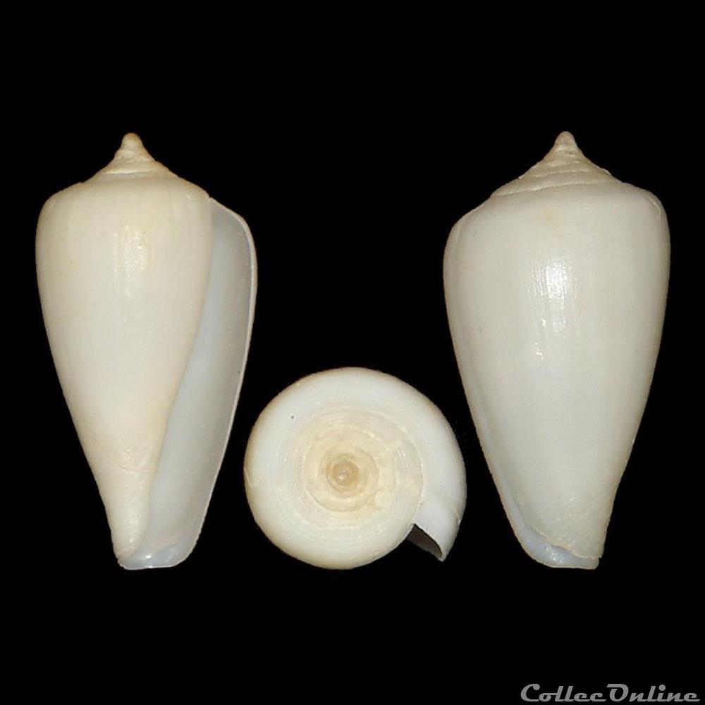 Floraconus mozambicus (Hwass in Bruguière, 1792) coquillages fossiles gastropoda floraconus mozambicus hwass in bruguiere 1792