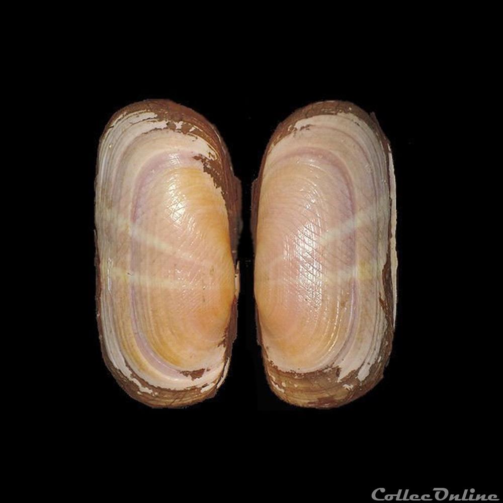Solecurtidae - Solecurtus strigilatus (Linné, 1758) coquillages fossiles bivalvia solecurtidae solecurtus strigilatus linne 1758