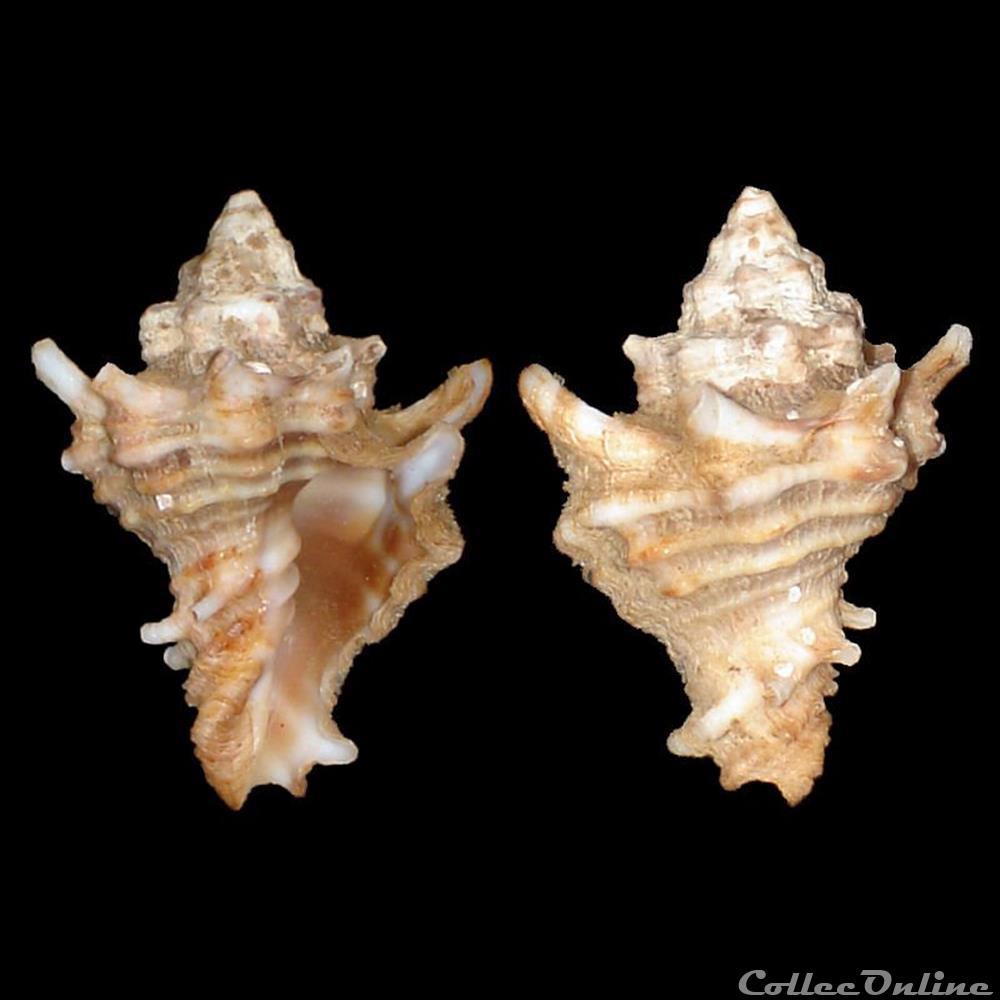 Turbinellidae - Vasum capitellum (Linné, 1758) coquillages fossiles gastropoda turbinellidae vasum capitellum linne 1758