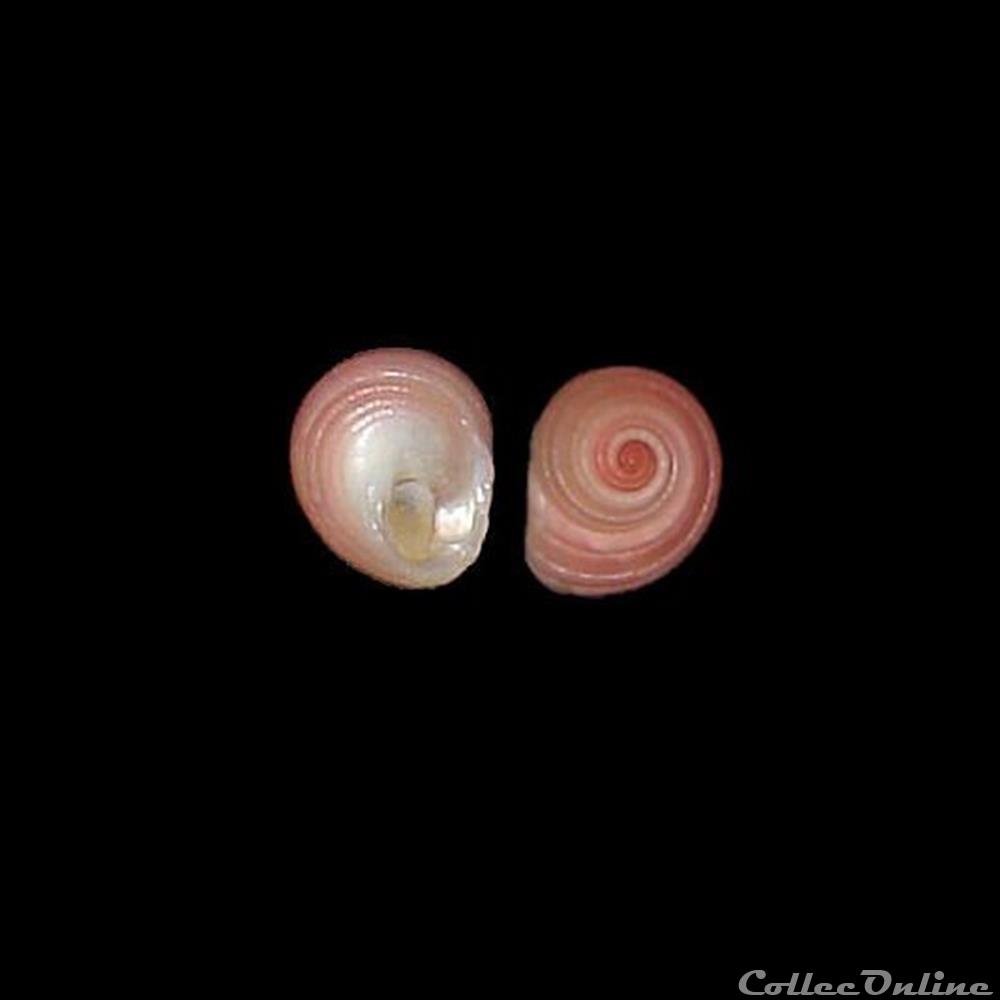 Colloniidae - Homalopoma sanguineum (Linné, 1758) coquillage fossile gastropodum colloniidae homalopoma sanguineum linne 1758