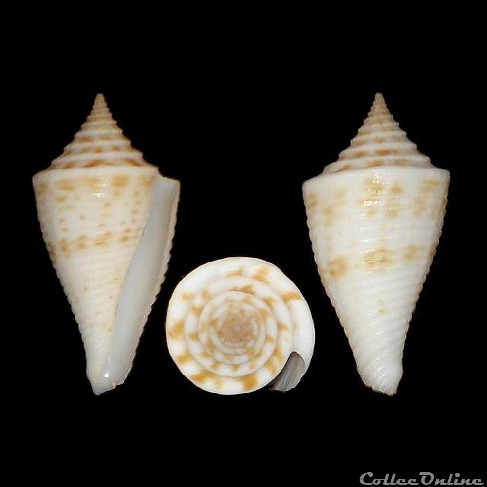 Conasprella pagoda (Kiener, 1847) coquillages fossiles gastropoda conasprella pagoda kiener 1847