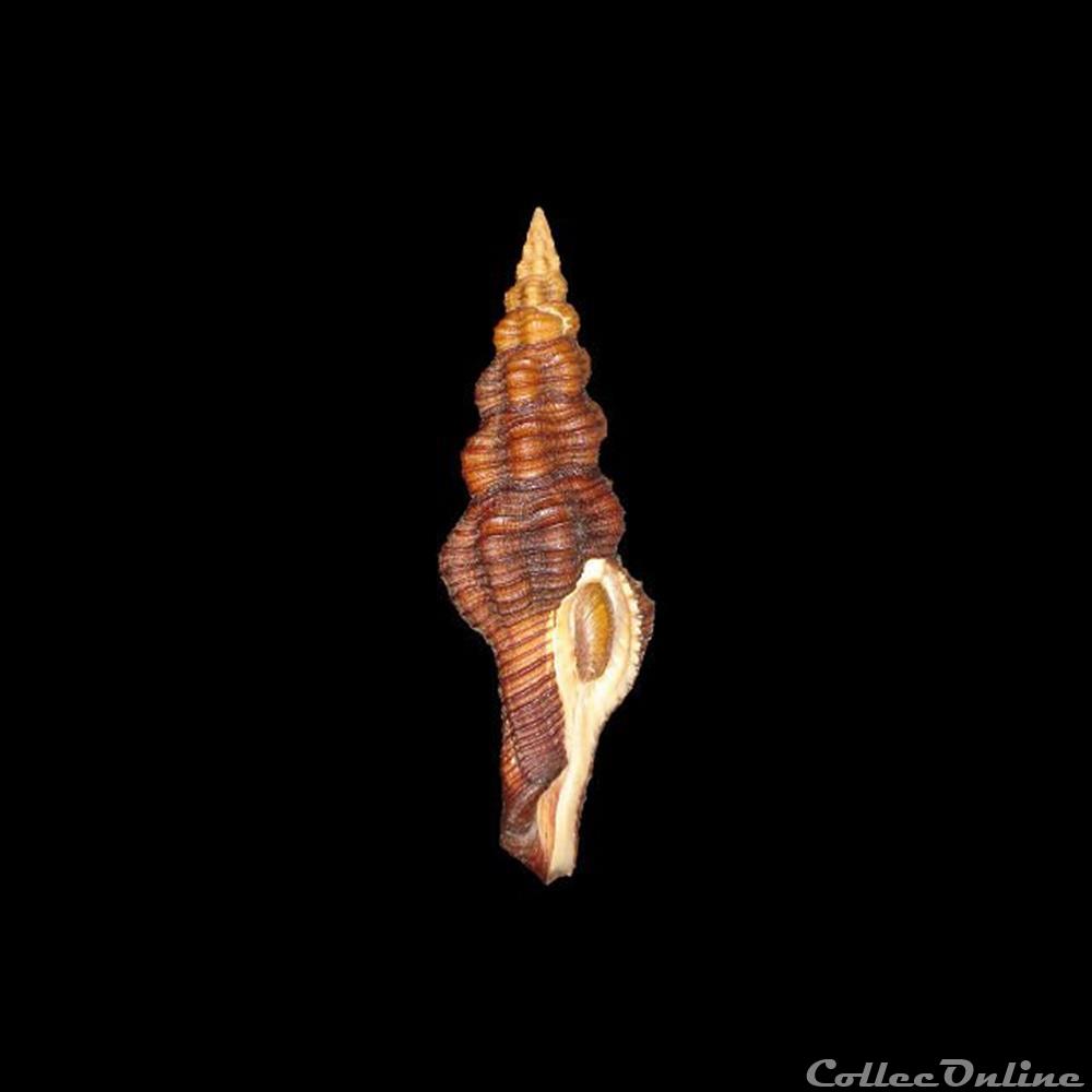 Fasciolariidae - Polygona infundibulum (Gmelin, 1791) coquillages fossiles gastropoda fasciolariidae polygona infundibulum gmelin 1791