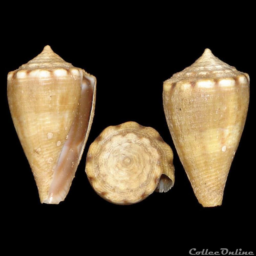coquillages fossiles gastropoda conidae monteiroconus mus hwass in bruguiere 1792