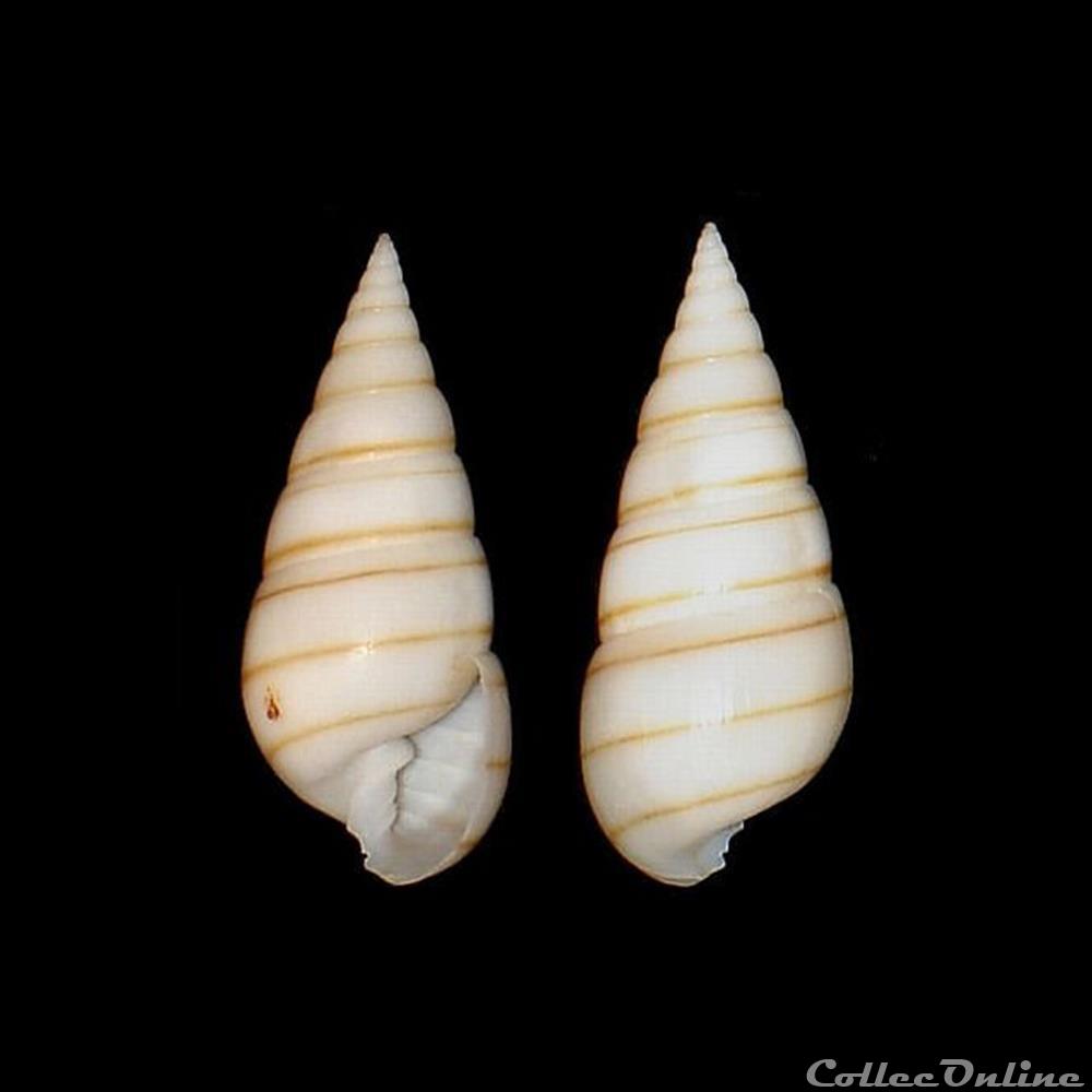 coquillages fossiles gastropoda pyramidellidae pyramidella dolabrata linne 1758