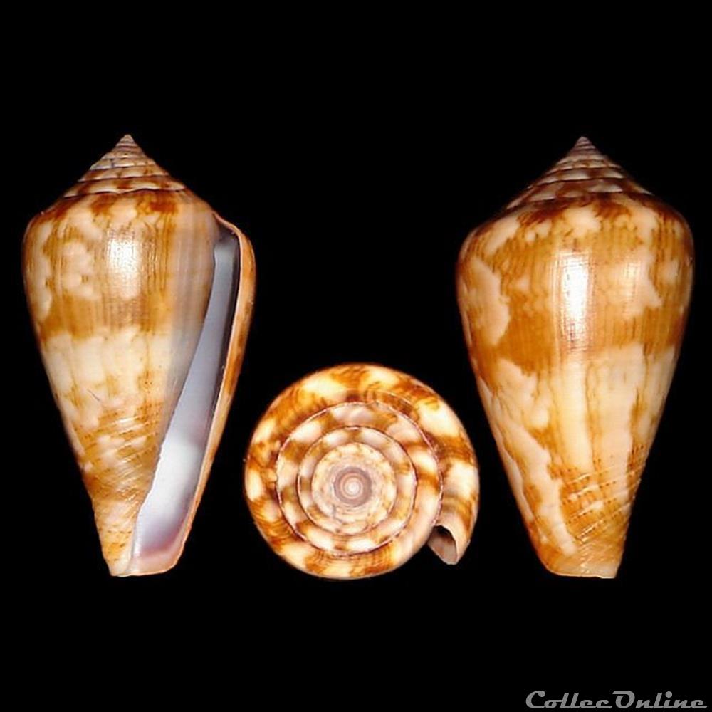 Lautoconus (Lautoconus) taslei (Kiener, 1845) coquillages fossiles gastropoda lautoconus lautoconus taslei kiener 1845