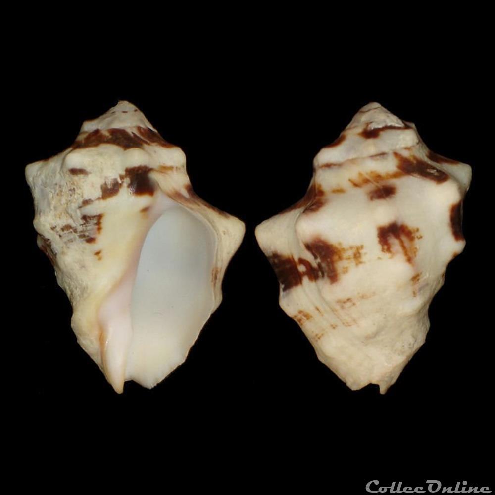 Muricidae - Vasula deltoidea (Lamarck, 1822) coquillages fossiles gastropoda muricidae vasula deltoidea lamarck 1822