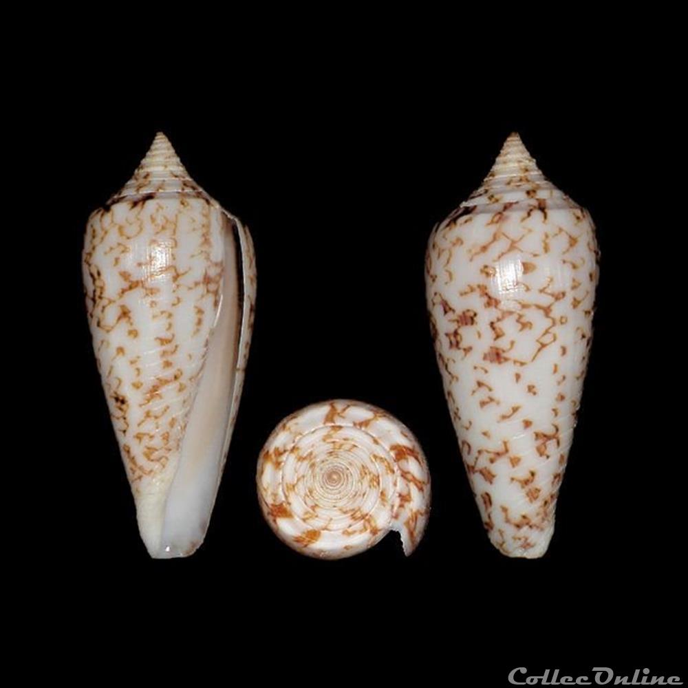 Phasmoconus (Phasmoconus) lienardi (Bernardi & Crosse, 1861) coquillages fossiles gastropoda phasmoconus phasmoconus lienardi bernardi crosse 1861