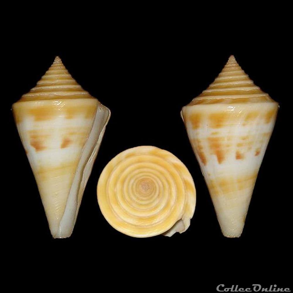 Dauciconus (Dauciconus) stimpsoni (Dall, 1902) coquillages fossiles gastropoda dauciconus dauciconus stimpsoni dall 1902