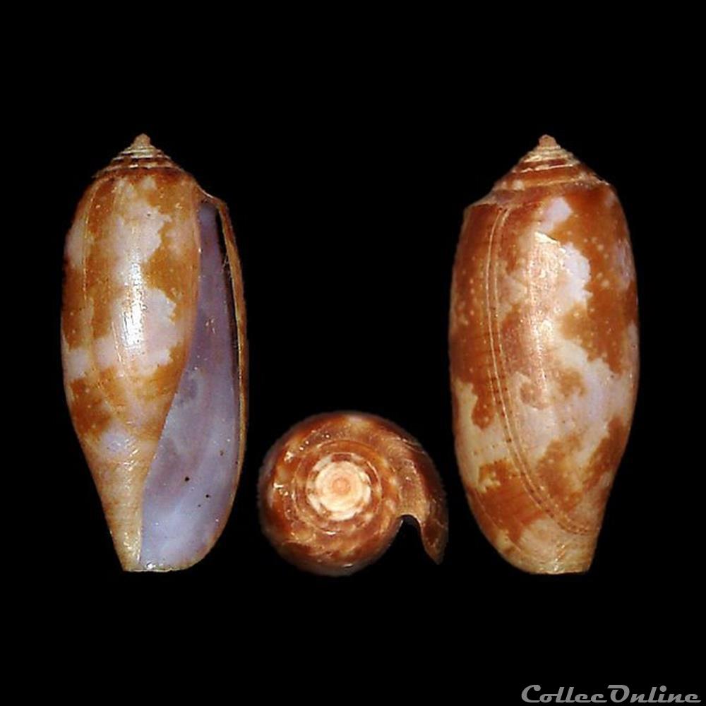 Gastridium obscurum (Sowerby I, 1833) coquillages fossiles gastropoda gastridium obscurum sowerby i 1833