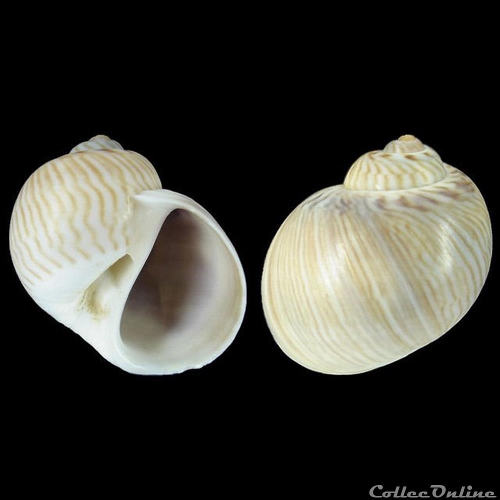 Naticidae - Natica collaria (Lamarck, 1822) coquillages fossiles gastropoda naticidae natica collaria lamarck 1822