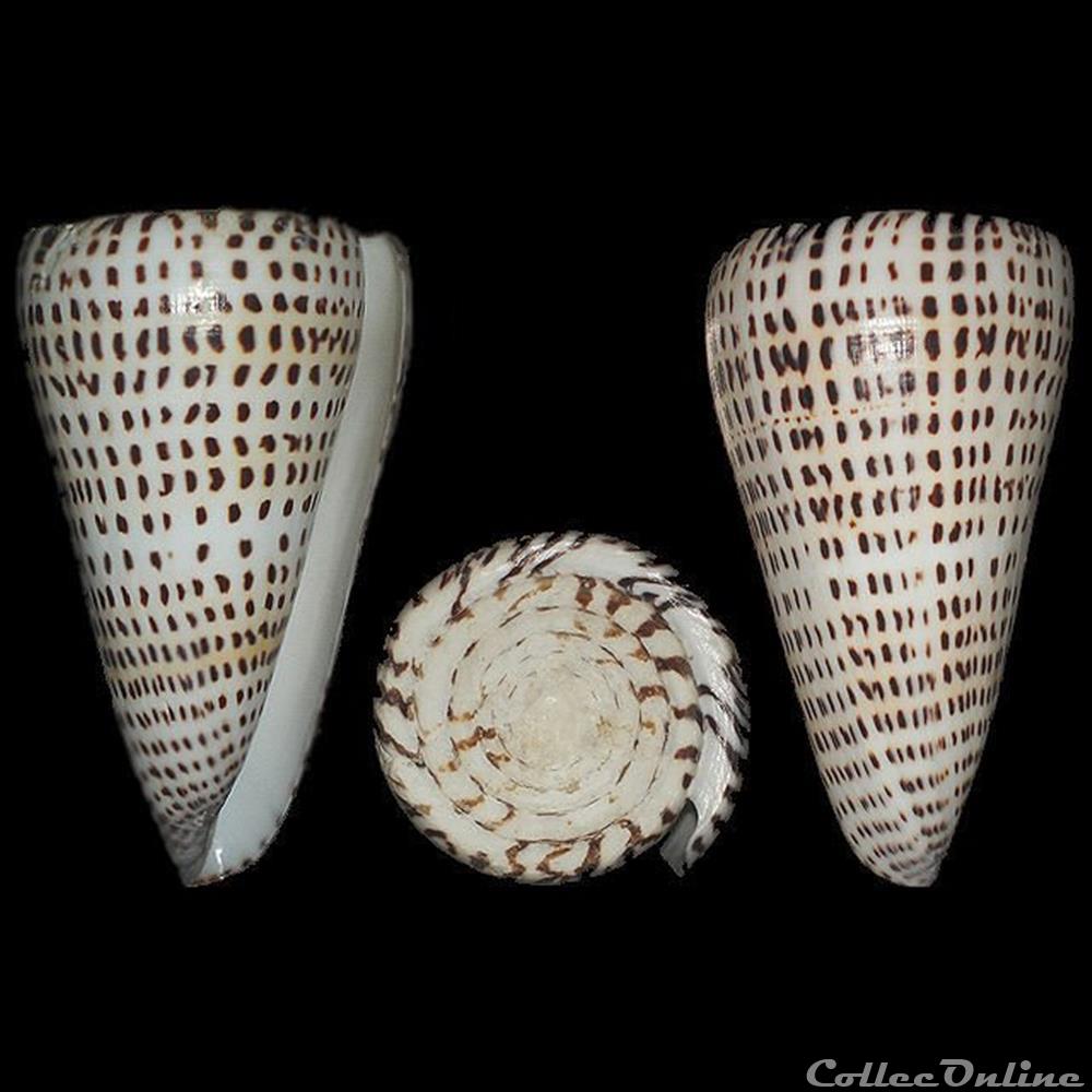 Elisaconus litteratus (Linné, 1758) coquillages fossiles gastropoda elisaconus litteratus linne 1758