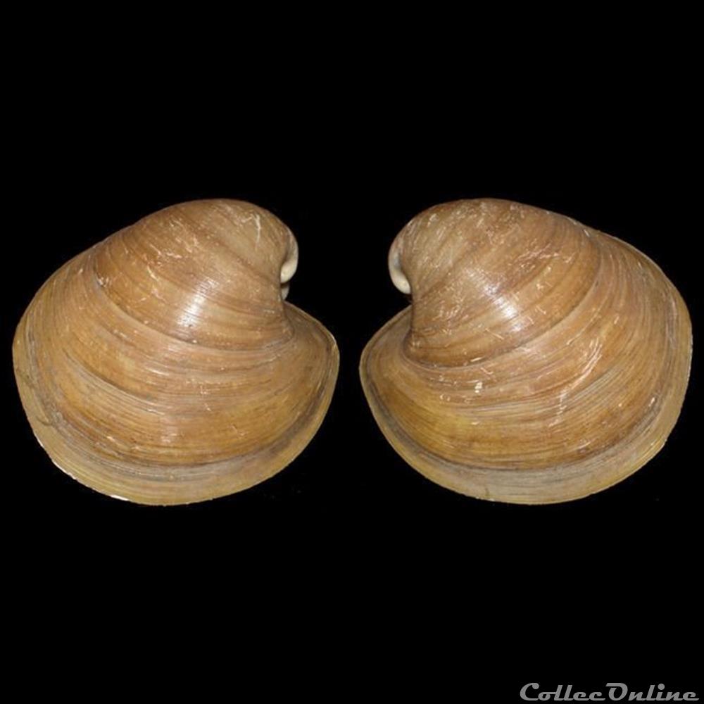 coquillages fossiles bivalvia glossidae glossus humanus linne 1758