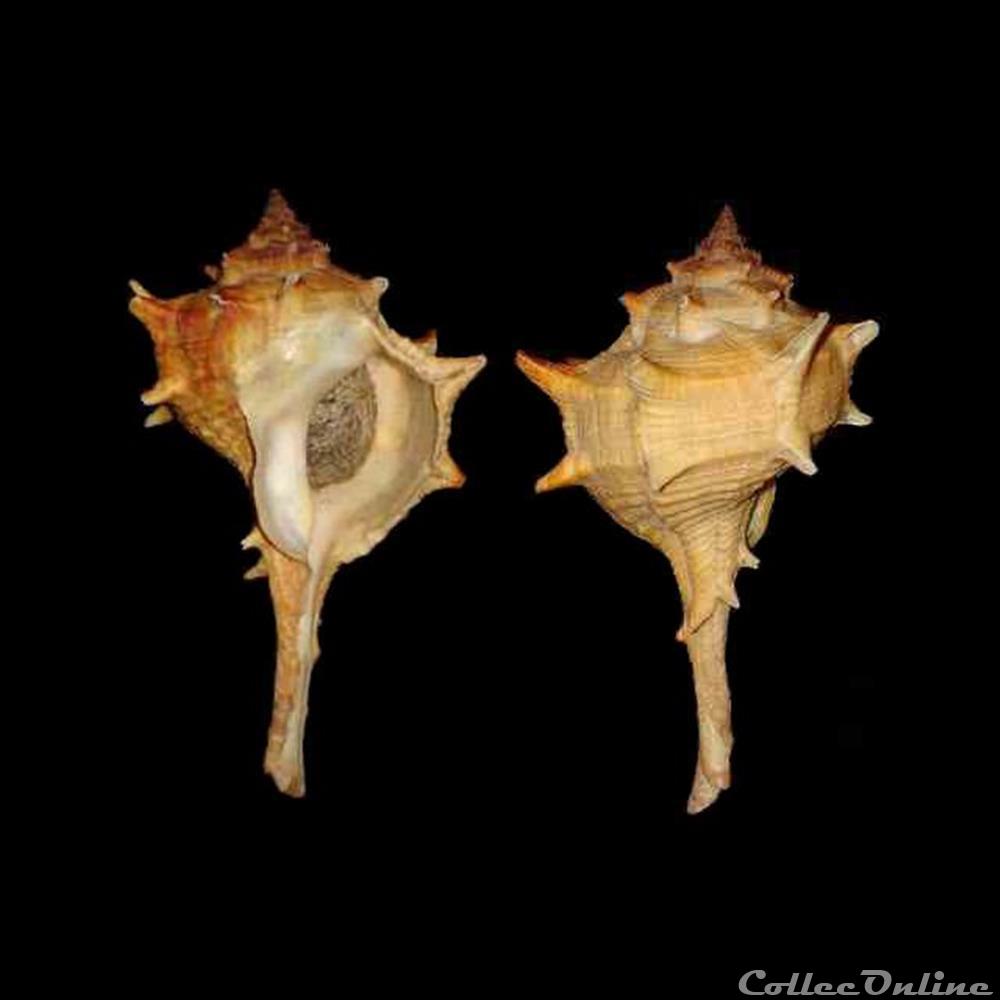 Muricidae - Bolinus brandaris (Linné, 1758) coquillages fossiles gastropoda muricidae bolinus brandaris linne 1758