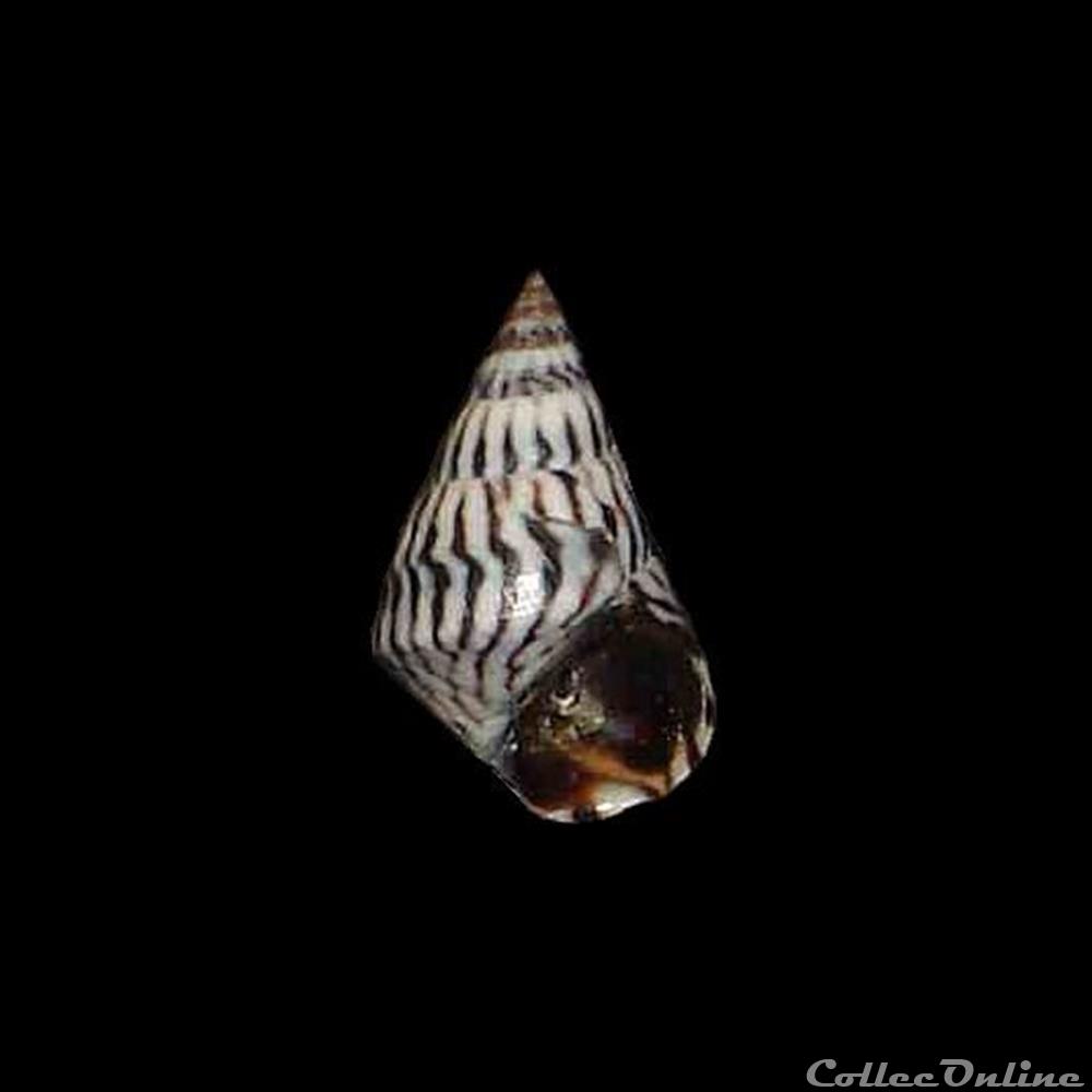 coquillages fossiles gastropoda littorinidae echinolittorina angustior morch 1876
