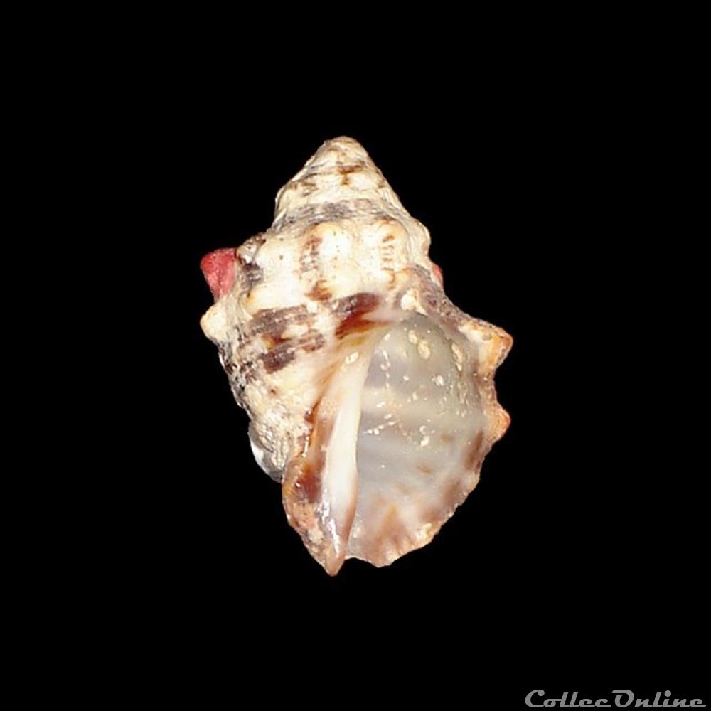Muricidae - Stramonita rustica (Lamarck, 1822) coquillages fossiles gastropoda muricidae stramonita rustica lamarck 1822