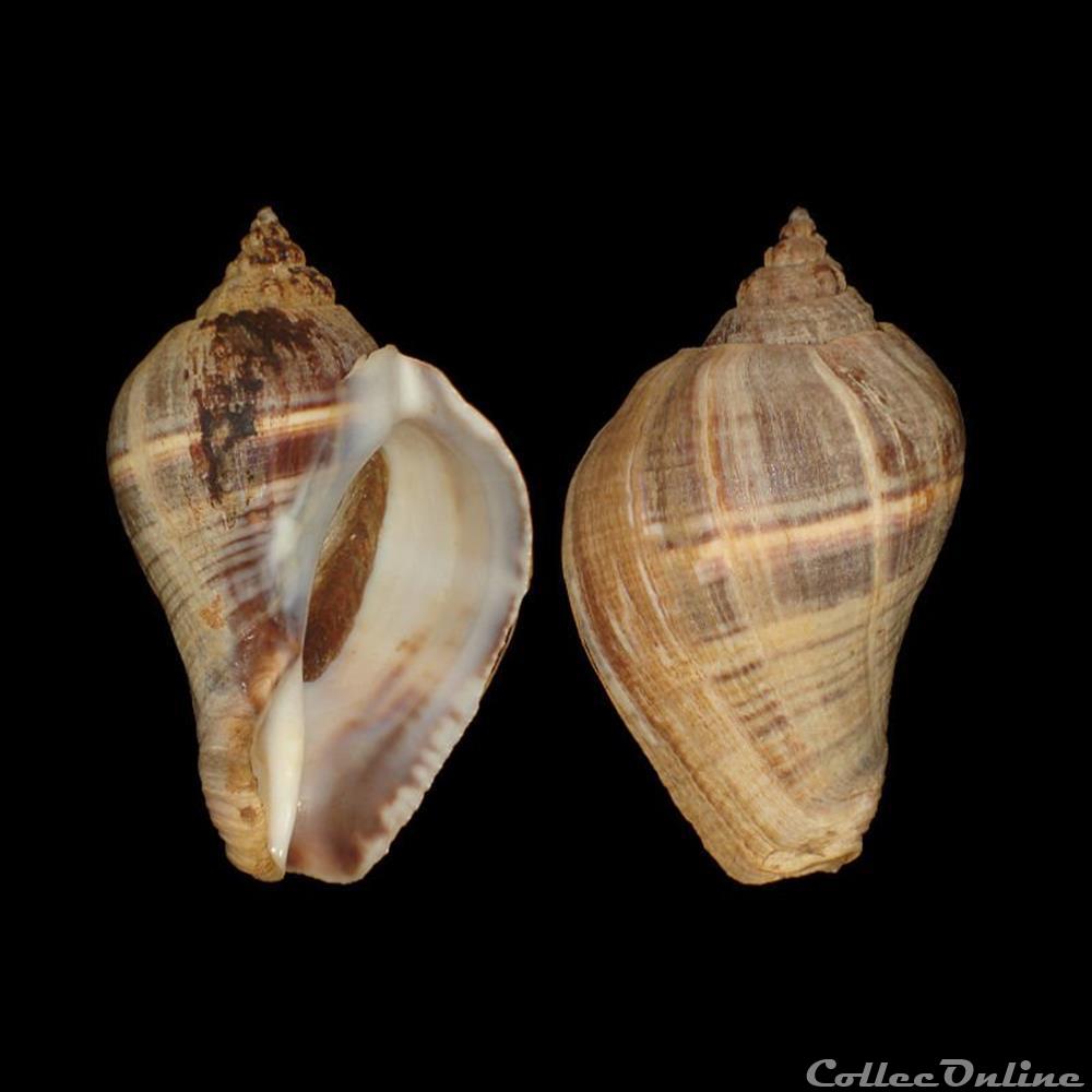 Melongenidae - Melongena melongena (Linné, 1758) coquillages fossiles gastropoda melongenidae melongena melongena linne 1758