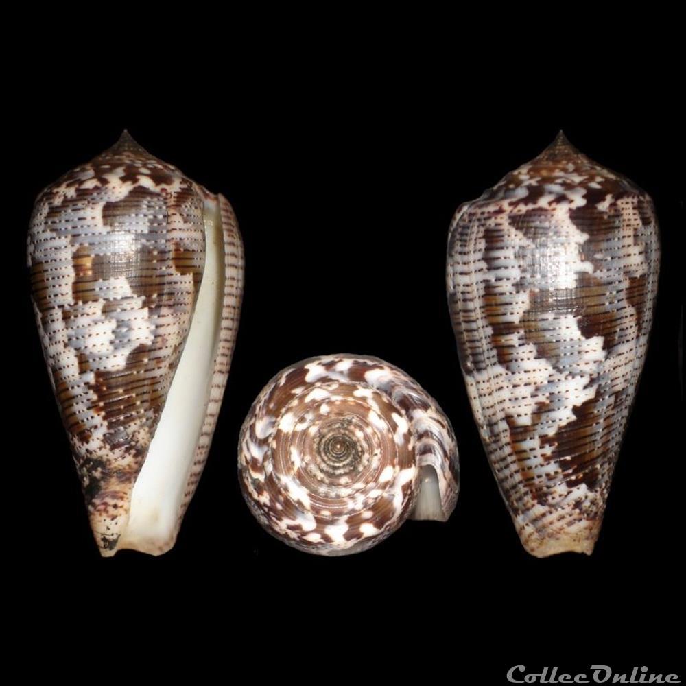 Pionoconus achatinus (Gmelin, 1791) coquillages fossiles gastropoda pionoconus achatinus gmelin 1791