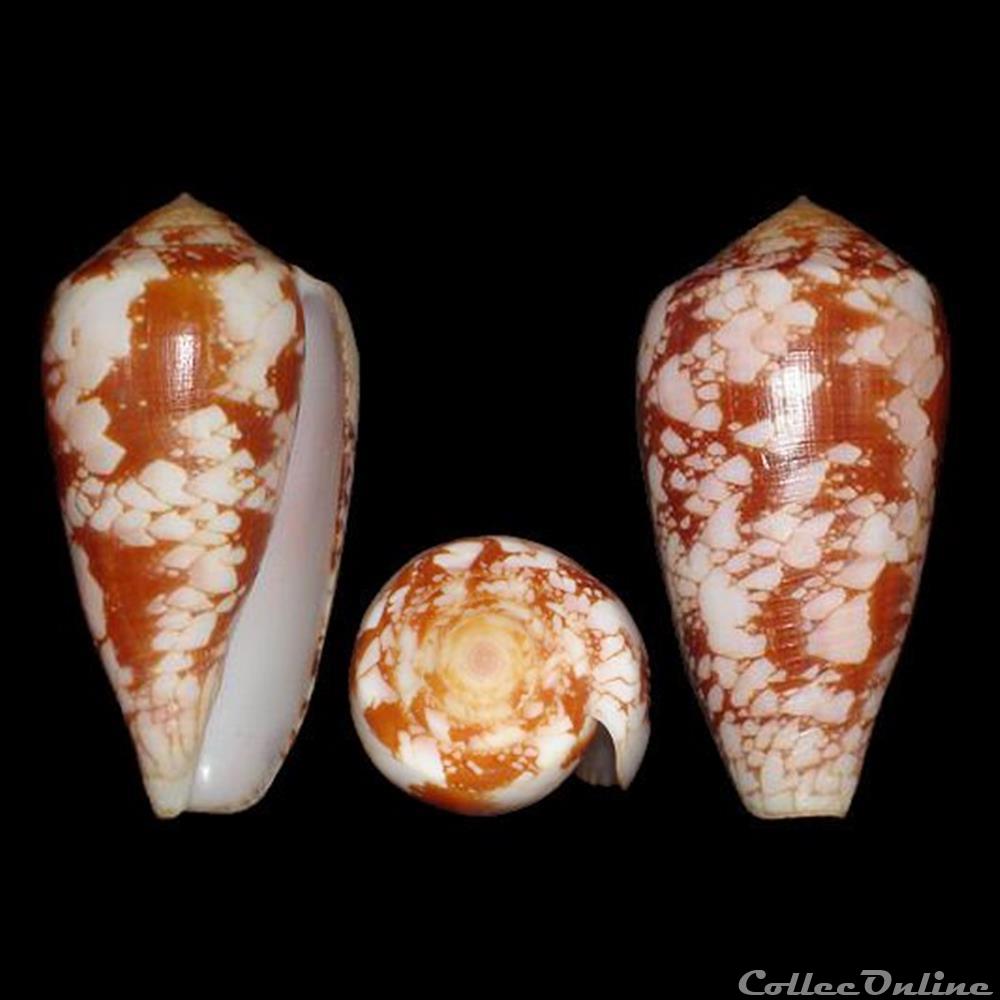 coquillages fossiles gastropoda darioconus corbieri blocher 1994