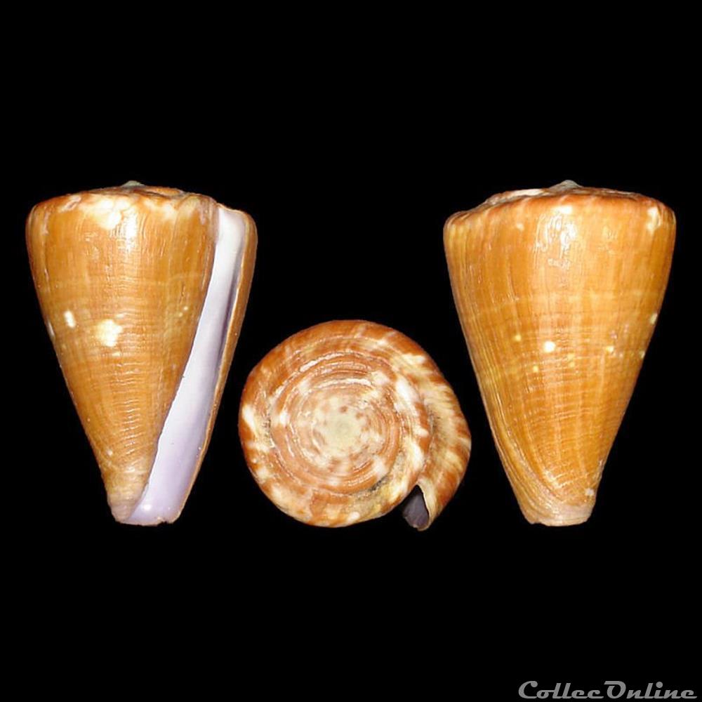 Rhizoconus taitensis (Hwass in Bruguière, 1792) coquillages fossiles gastropoda rhizoconus taitensis hwass in bruguiere 1792